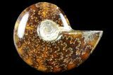 2 1/2 - 2 3/4" Polished Ammonite Fossils - Madagascar - Photo 3